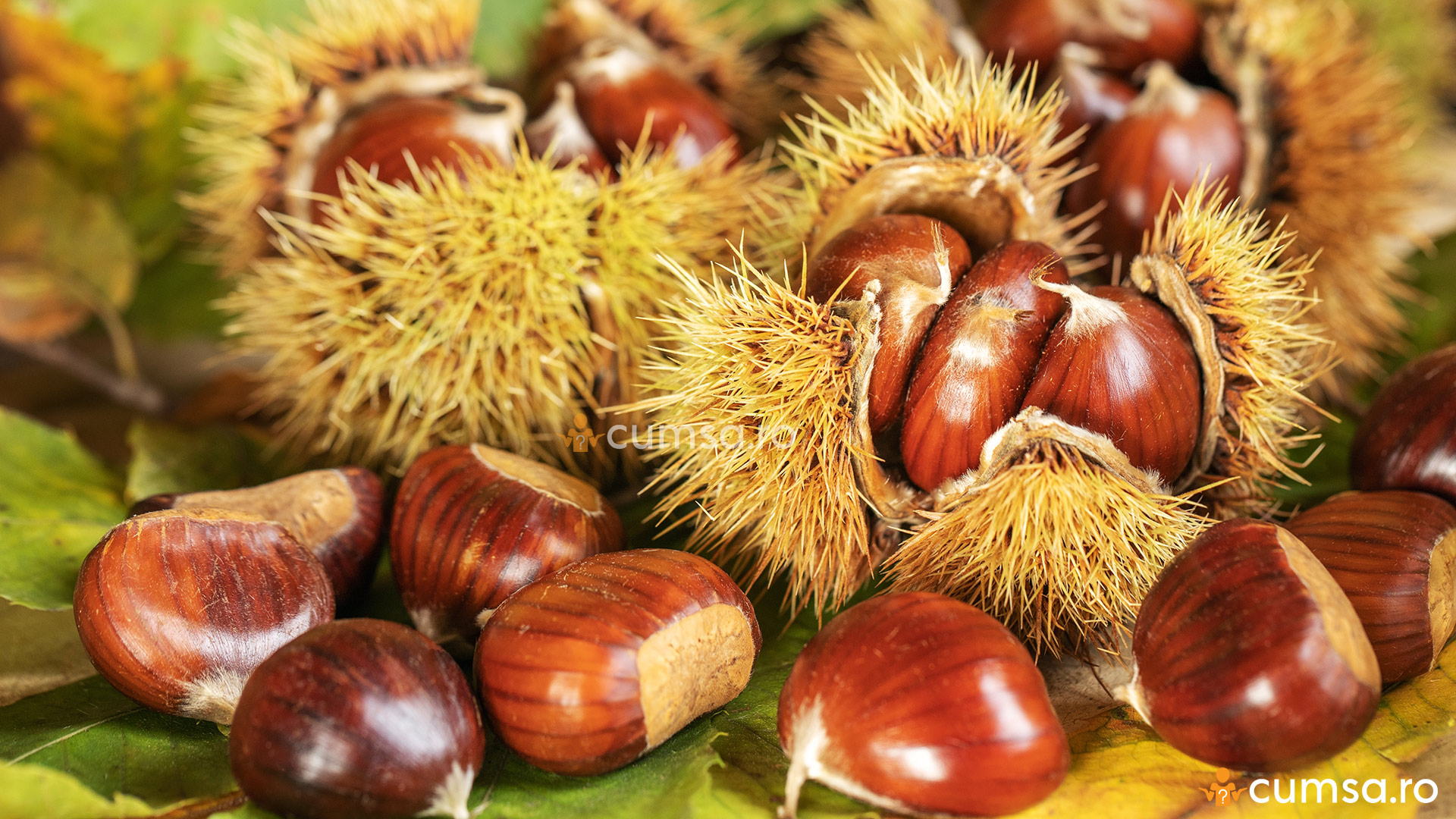 Castanele Cand se coc castanele. Cum sa le pregatesti si la ce temperatura - cumsa.ro