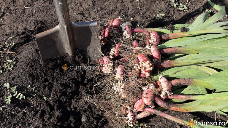 Cand se scot bulbii de gladiole si cum sa ii pastrezi peste iarna