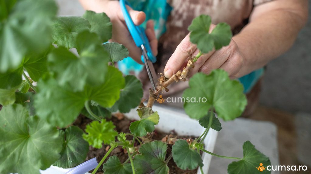 Cum sa tai muscatele in sezonul rece