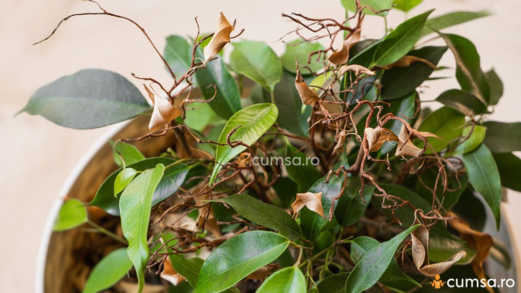 Ficus benjamina - frunze cazute