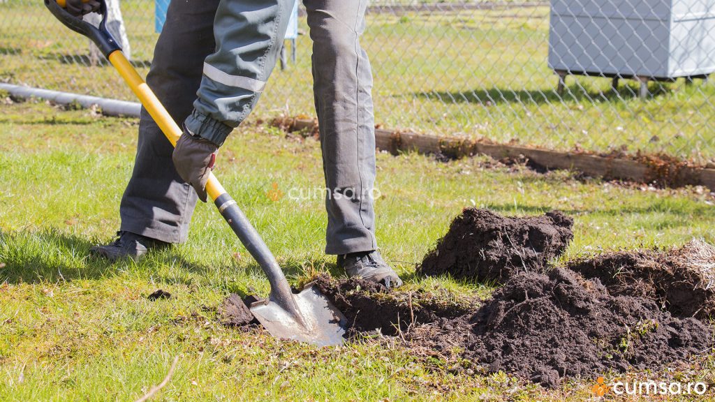 Groapa pentru plantare