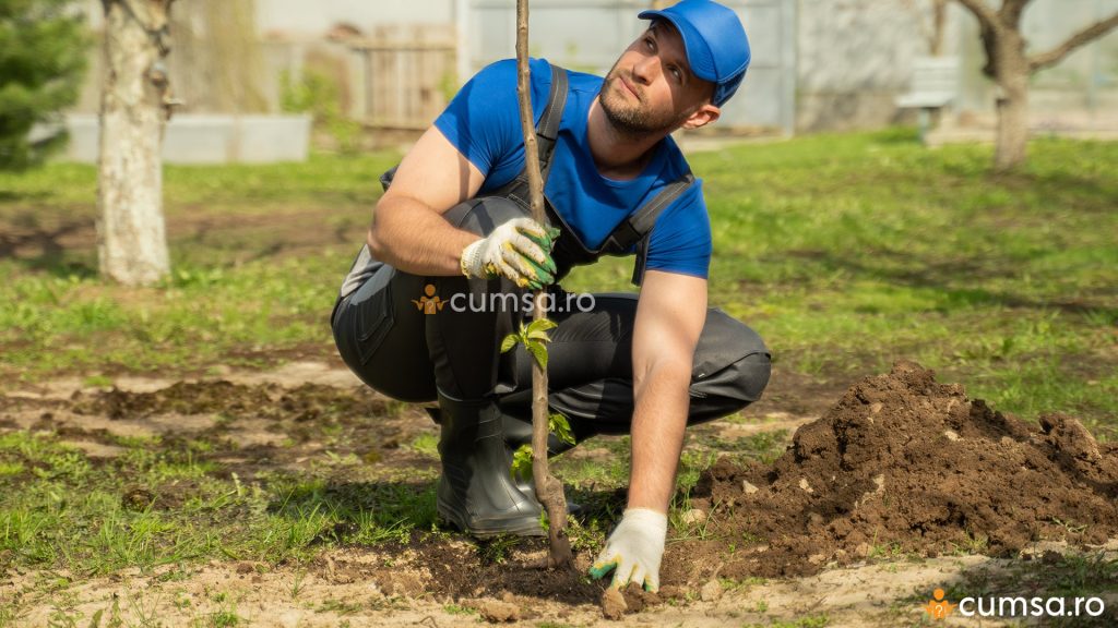 Orientarea altoiului la plantarea pomilor fructiferi