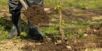 Orientarea altoiului la plantarea pomilor fructiferi. Cum sa o faci in mod corect