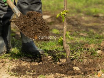 Orientarea altoiului la plantarea pomilor fructiferi. Cum sa o faci in mod corect