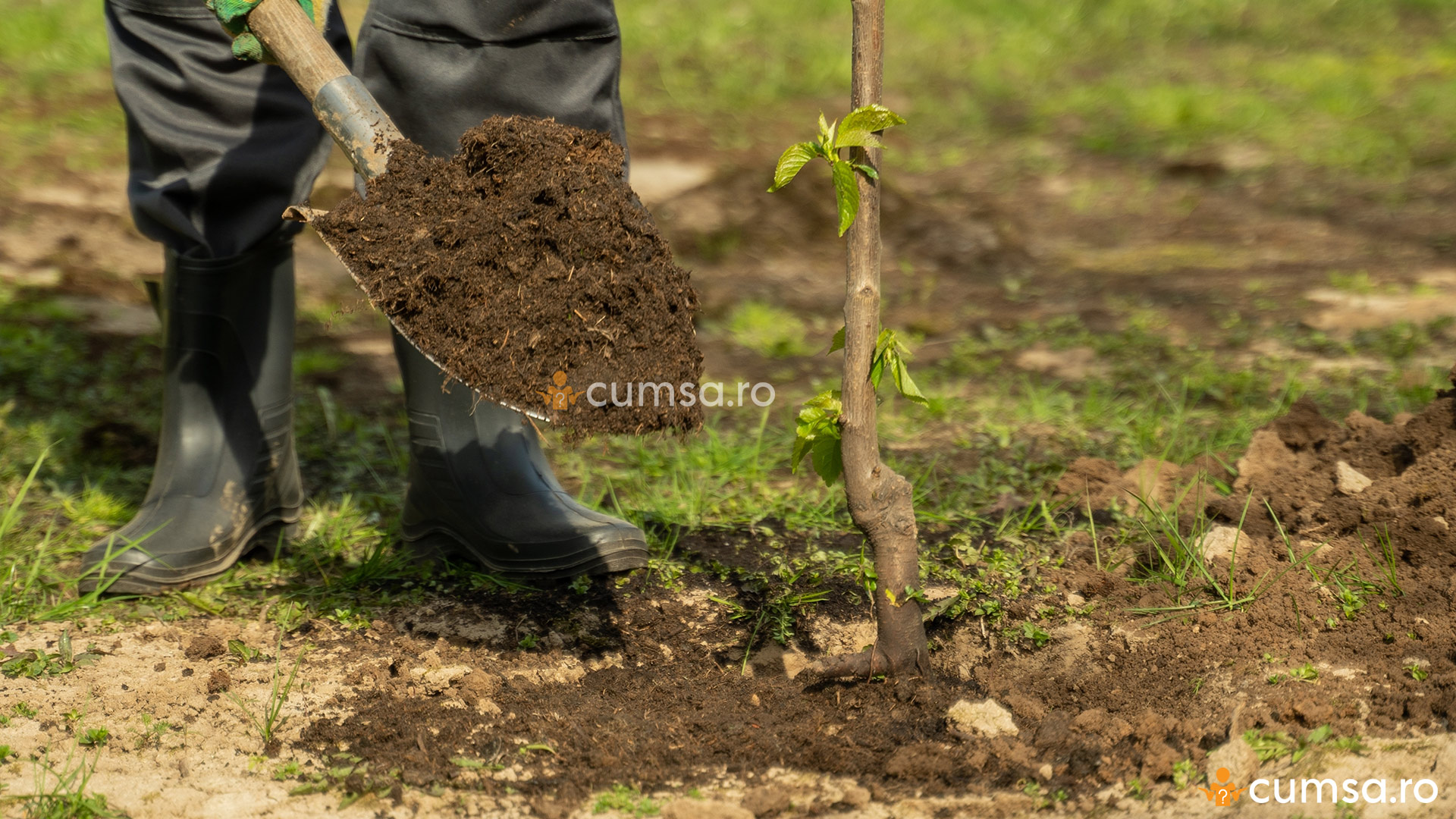 Orientarea altoiului la plantarea pomilor fructiferi. Cum sa o faci in
