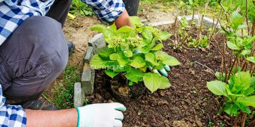 Plantarea hortensiei toamna. Cum sa faci asta si care sunt pasii