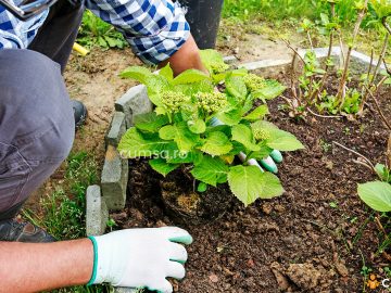 Plantarea hortensiei toamna. Cum sa faci asta si care sunt pasii