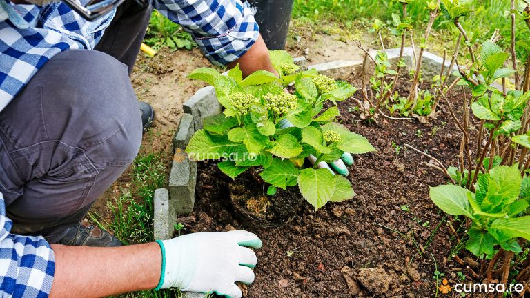 Plantarea hortensiei toamna. Cum sa faci asta si care sunt pasii