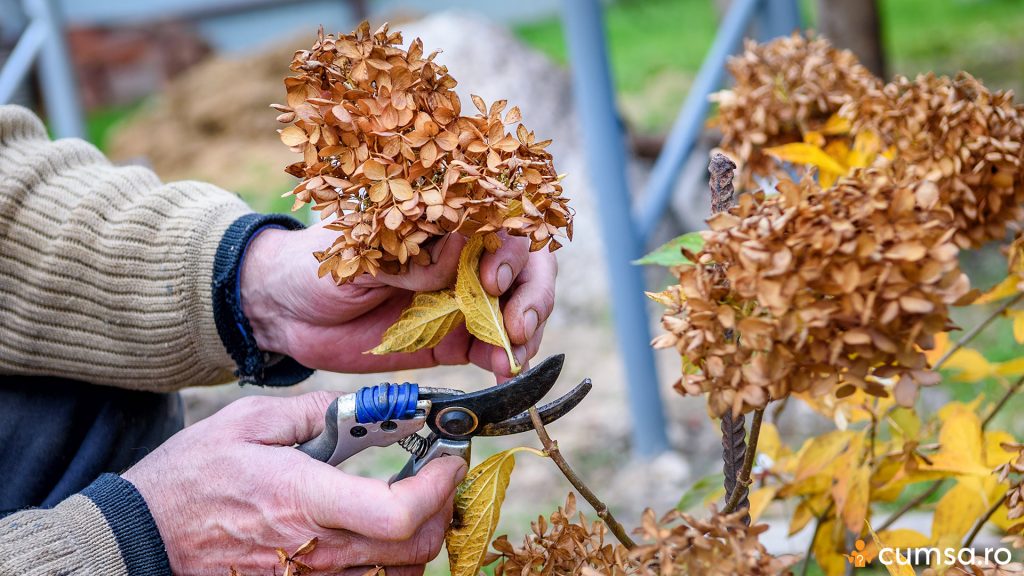 Cum sa tai hortensia in sezonul rece