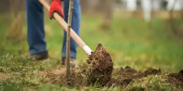 Perioada de plantare a pomilor toamna. Cum sa procedezi pentru a se prinde