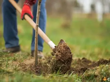 Perioada de plantare a pomilor toamna. Cum sa procedezi pentru a se prinde