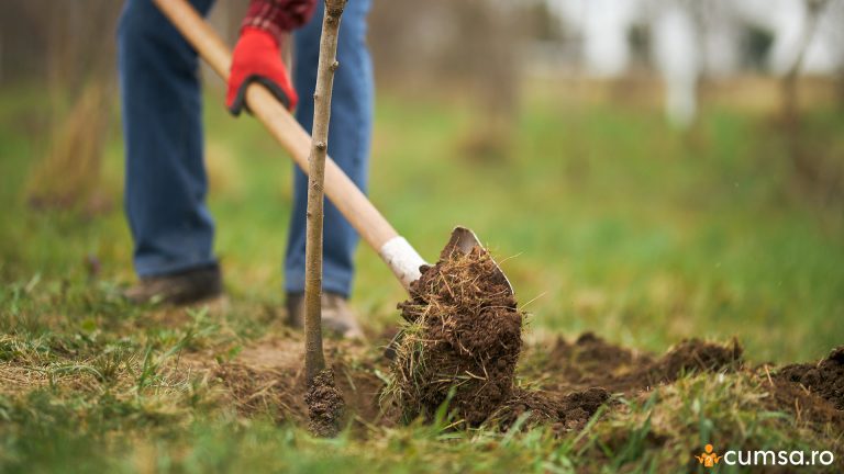 Perioada de plantare a pomilor toamna. Cum sa procedezi pentru a se prinde