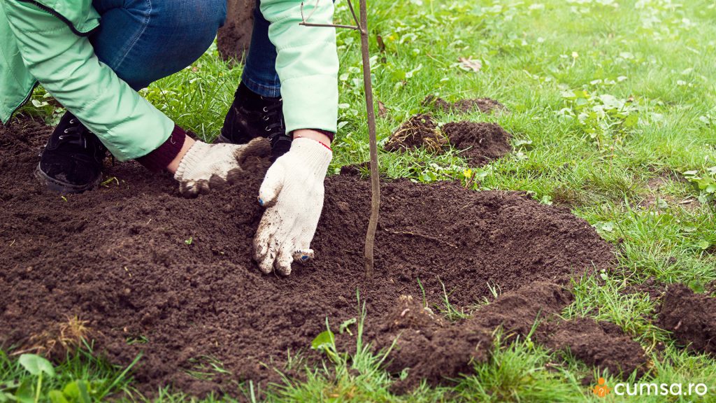 Plantarea unui pom fructifer