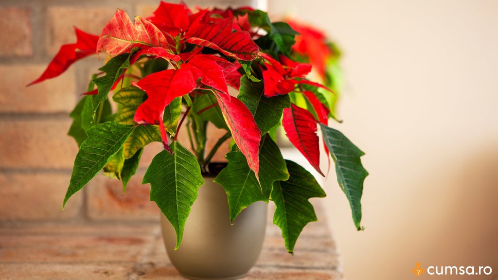 Poinsettia