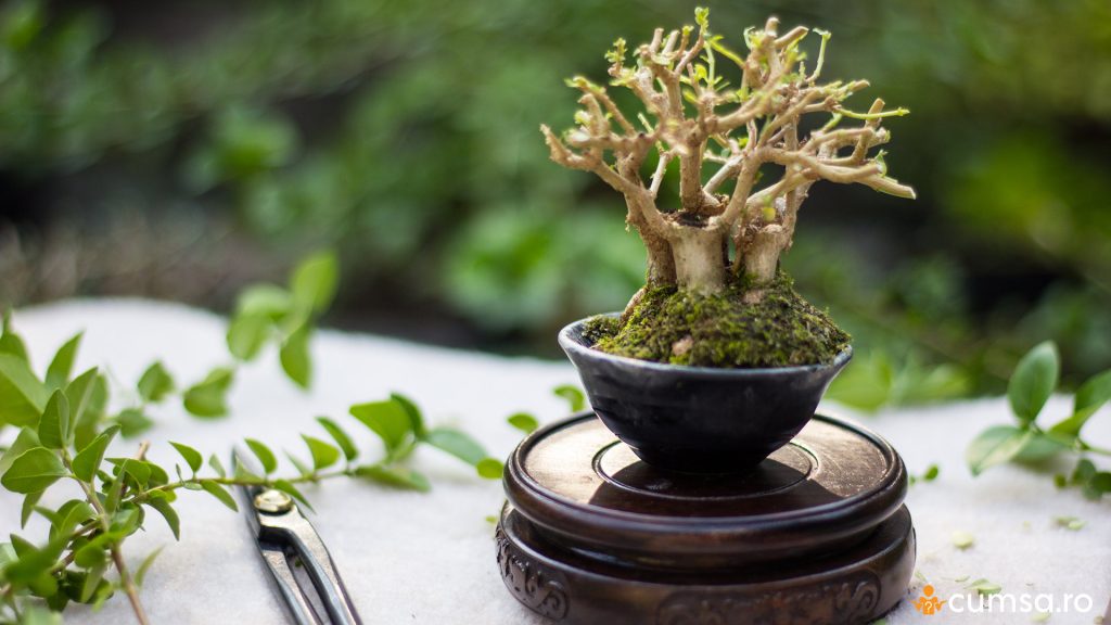 Caderea frunzelor la bonsai