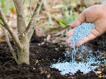 Cum sa faci fertilizarea pomilor fructiferi si in ce perioade