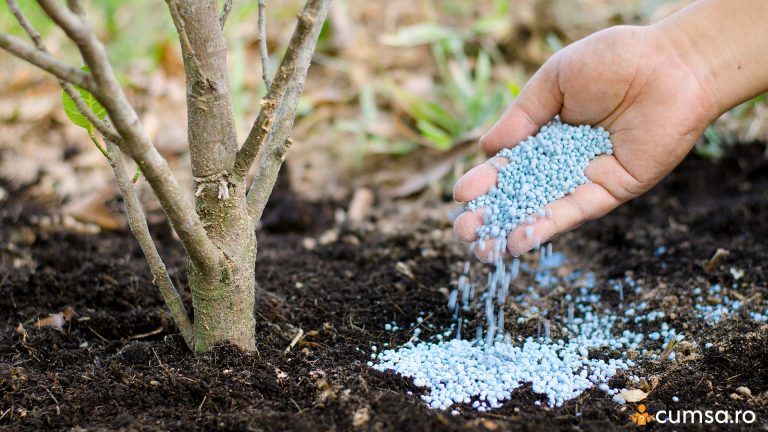 Cum sa faci fertilizarea pomilor fructiferi si in ce perioade