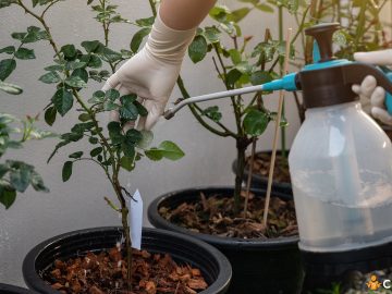 Cum sa prepari un insecticid natural pentru plante de apartament