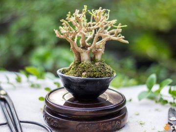 De ce cad frunzele la bonsai. Cum sa il ingrijesti si care sunt cauzele