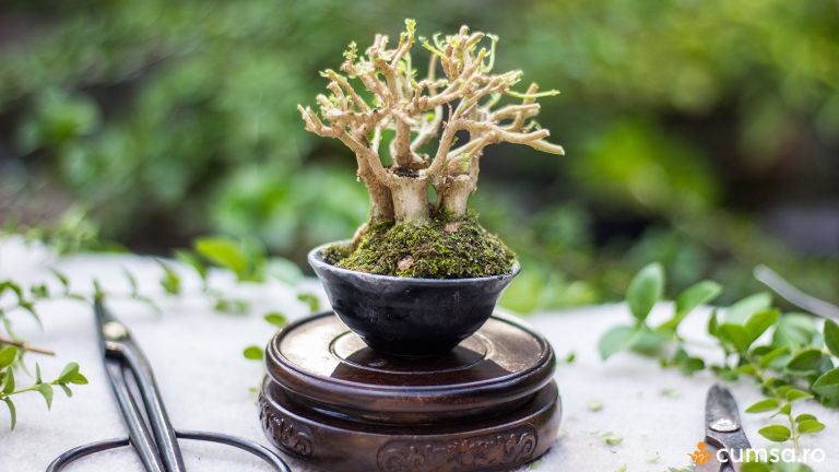 De ce cad frunzele la bonsai. Cum sa il ingrijesti si care sunt cauzele