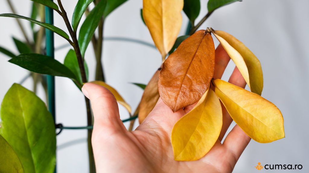 Frunze galbene Zamioculcas