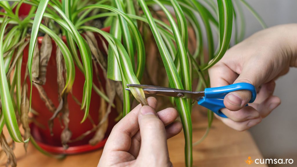 Frunze uscate la planta paianjen