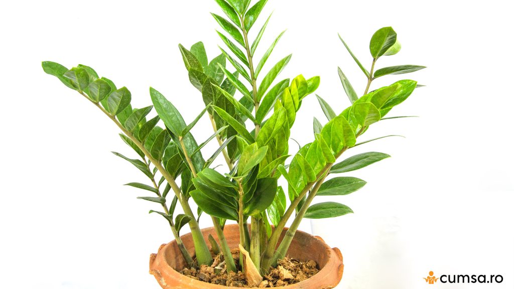 Ingrijire Zamioculcas