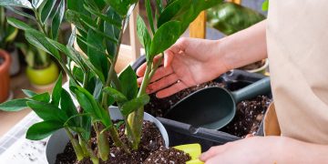 Ingrijire Zamioculcas. Cum sa cresti planta ZZ