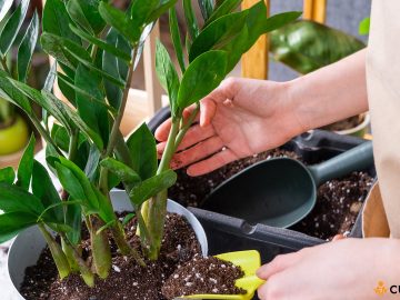 Ingrijire Zamioculcas. Cum sa cresti planta ZZ