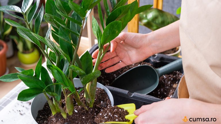 Ingrijire Zamioculcas. Cum sa cresti planta ZZ