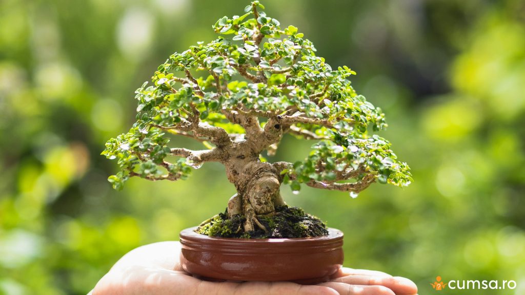 Ingrijire bonsai de interior