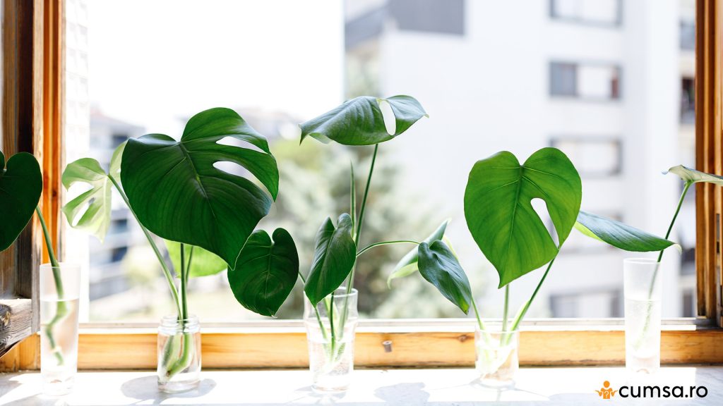 Inmultire Monstera