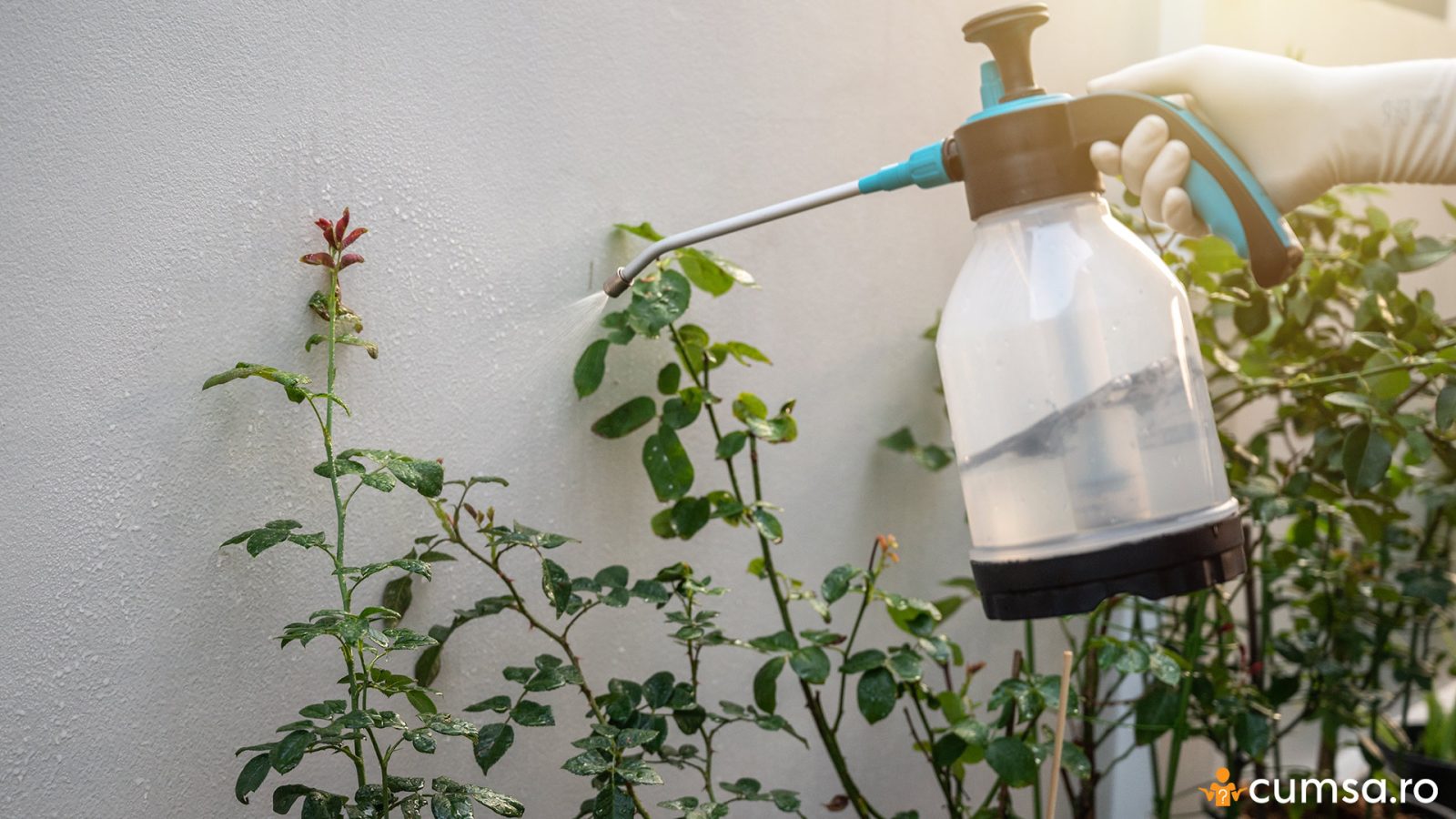 Cum sa prepari un insecticid natural pentru plante de apartament - cumsa.ro