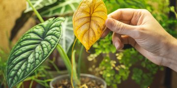 Putrezirea radacinilor la plante. Cum sa previi si care sunt semnele care te anunta