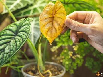 Putrezirea radacinilor la plante. Cum sa previi si care sunt semnele care te anunta