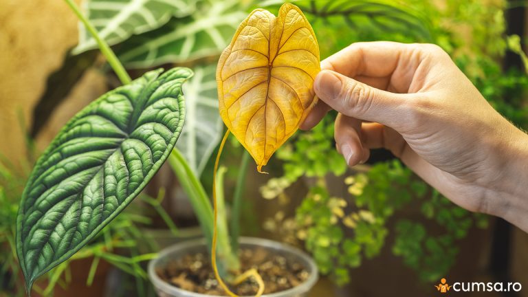 Putrezirea radacinilor la plante. Cum sa previi si care sunt semnele care te anunta