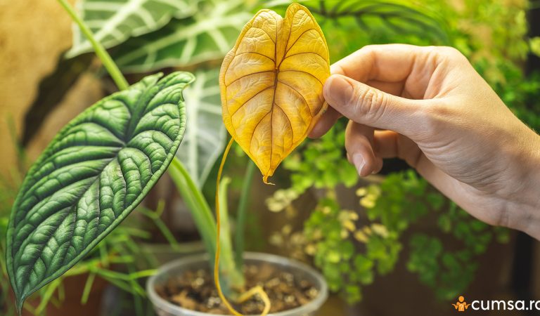 Putrezirea radacinilor la plante. Cum sa previi si care sunt semnele care te anunta