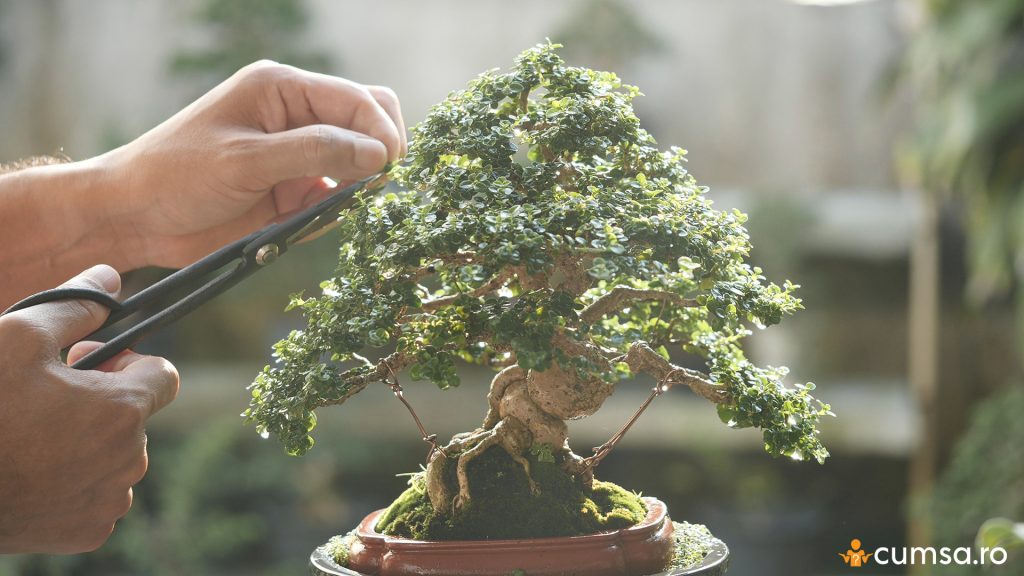 Taierea ramurilor la bonsai