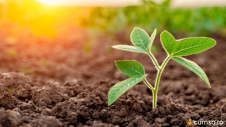 Ce legume poti planta in luna martie si cum sa faci asta corect