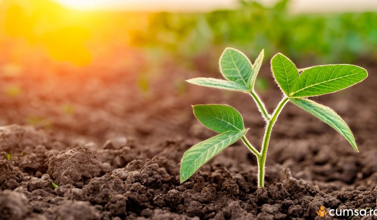 Ce legume poti planta in luna martie si cum sa faci asta corect