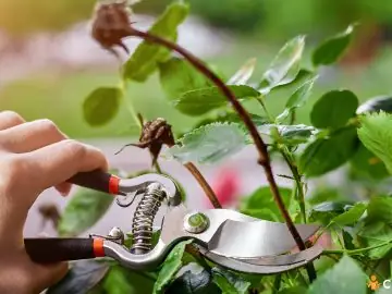 Ce plante si arbusti se taie primavara. Cum sa faci asta si in ce perioada