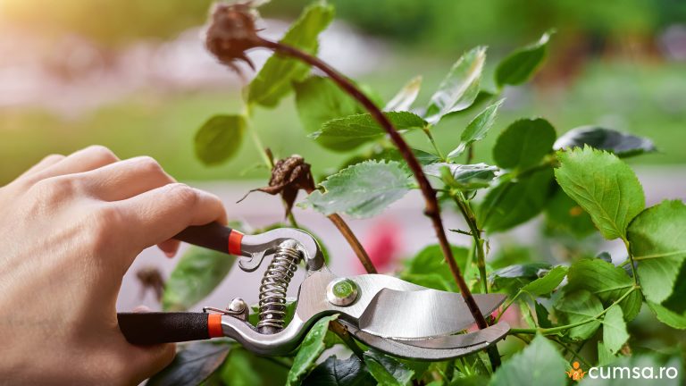 Ce plante si arbusti se taie primavara. Cum sa faci asta si in ce perioada