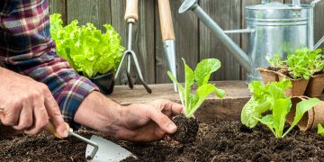 Cum sa plantezi salata verde in gradina si cum obtii rasadurile