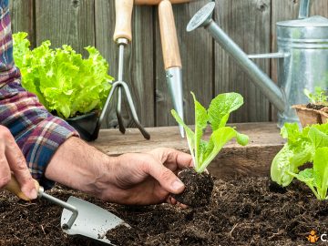 Cum sa plantezi salata verde in gradina si cum obtii rasadurile