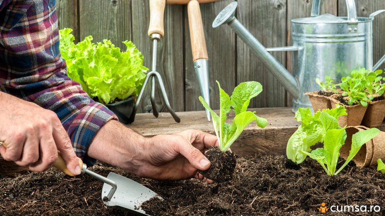 Cum sa plantezi salata verde in gradina si cum obtii rasadurile