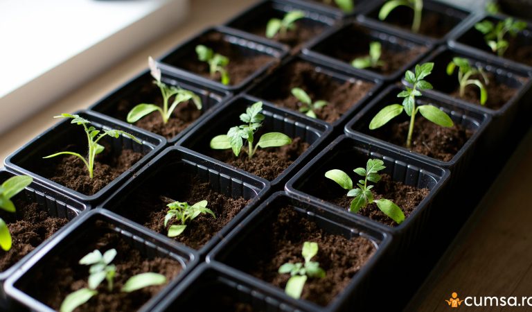 De ce nu cresc rasadurile de rosii. Cum sa ajuti plantele si care pot fi cauzele