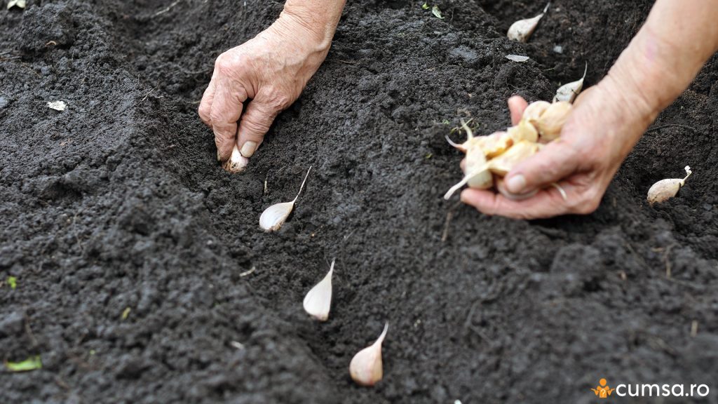 Distante plantare usturoi