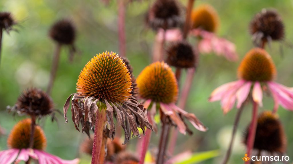 Echinacea uscata