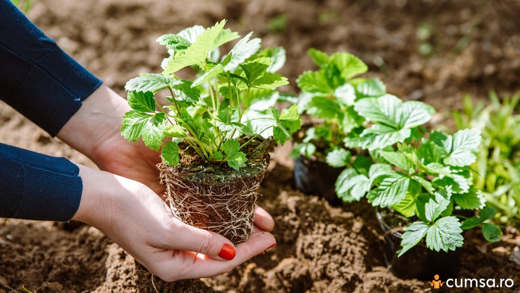 Plantarea capsunilor primavara