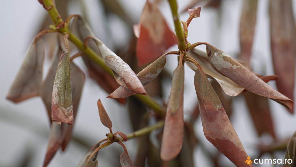 De ce cad frunzele la rododendron